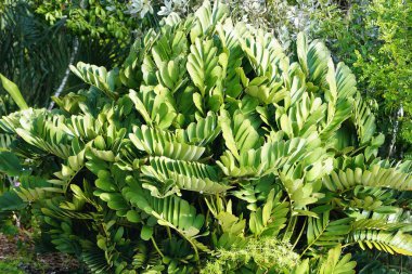 Büyük bir Karton Palmiye, sert, yelpaze benzeri yeşil broşürlerini yoğun, yuvarlak bir çalılık düzeninde sergiler