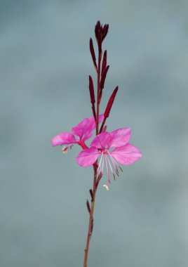 Küçük, dört yapraklı pembe Gaura çiçeğinden oluşan yoğun bir küme güneşli bir günde ışıl ışıl açar.