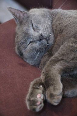 Gri bir kedi rahat bir şekilde uyur. Yumuşak tüyler, görünür dişler ve nazik bir rahatlık gösterir..