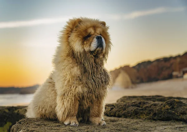 First plane of chow chow portrait at sunset in the beach in Algarve, Portugal