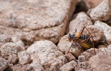 İlk uçağın kriket makro portresi