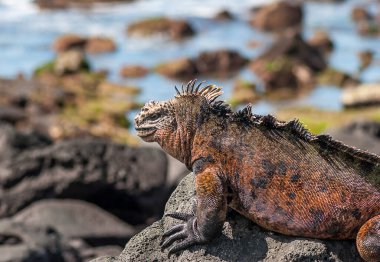 Kayada kırmızı iguana, Galapagos Adaları, Ekvador.