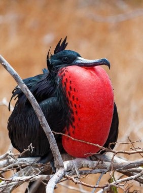 Erkek Frigatebird Portresi, Galapagos Adaları, Ekvador.