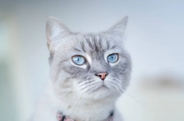 Portrait Cat Blue Eyes — Stock Photo, Image