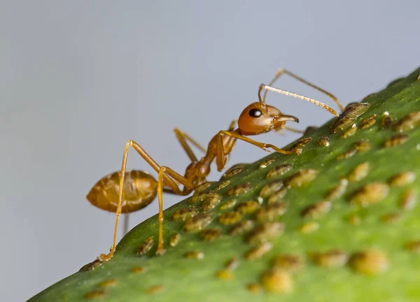 Hormiga Roja Gigante Árbol Senegal África —  Fotos de Stock