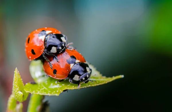 Casal Joaninha Folha Verde Fazendo Sexo Macro Close — Fotografia de Stock