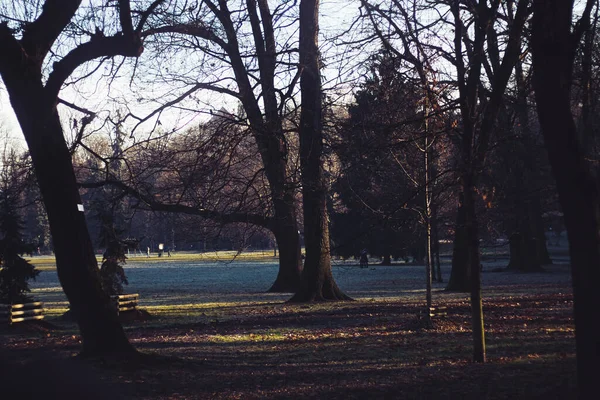 Stromovka Park Praze Zimní Podzimní Ranní Stromy Zledovatělá Tráva — Stock fotografie