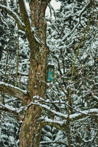 Parco Pruhonice Sotto Dettaglio Neve Nido Uccelli — Foto Stock