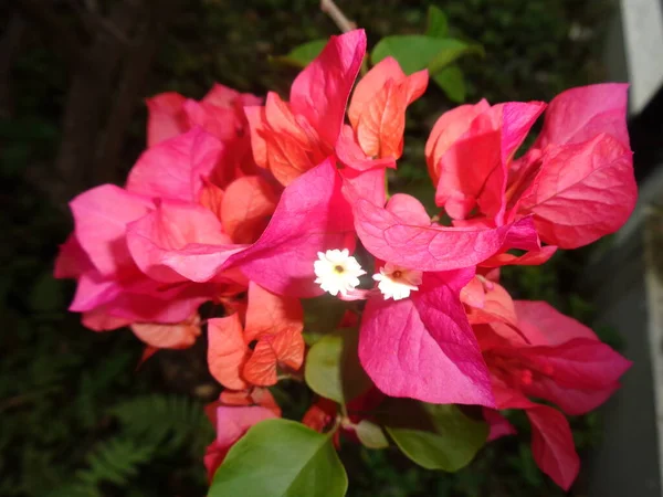 부우간 빌레아 가까이에 정원의 — 스톡 사진