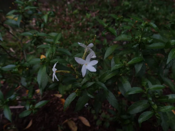 Gros Plan Fleurs Jasmin Oleaceae Dans Maison Extérieure Monde Flore — Photo