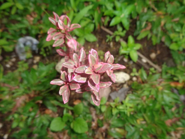 Gros Plan Feuilles Couleur Avec Coloré Dans Jardin Monde Flore — Photo