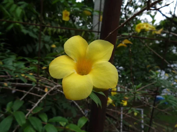 Perto Flores Allamanda Cathartica Jardim Mundo Flora — Fotografia de Stock