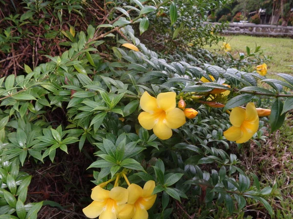 多くのアラマンダ カタルチャの花々が庭に並んで 植物の世界 — ストック写真