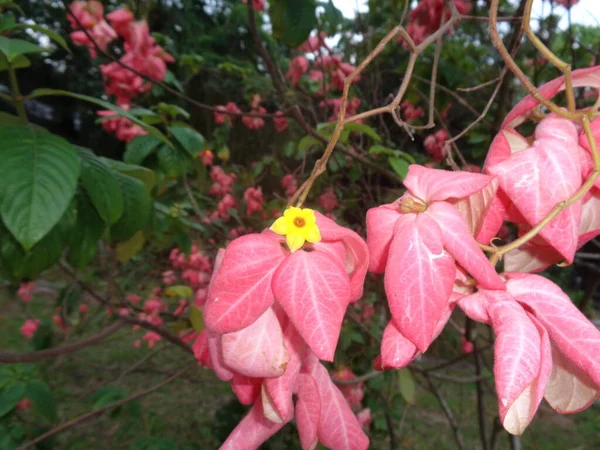 Fermer Laceleaf Fleurs Graines Dans Jardin Monde Flore — Photo