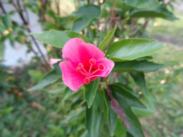 Fechar Lírio Rosa Lírio Cima Flores Jardim Mundo Flora — Fotografia de Stock
