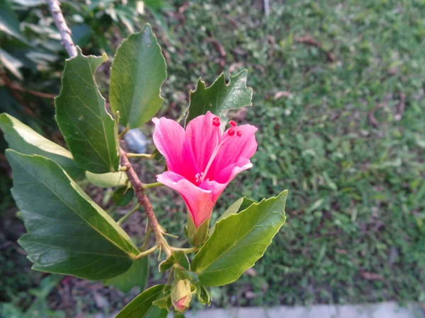 Close Lado Rosa Lily Flor Lírio Jardim Mundo Flora — Fotografia de Stock