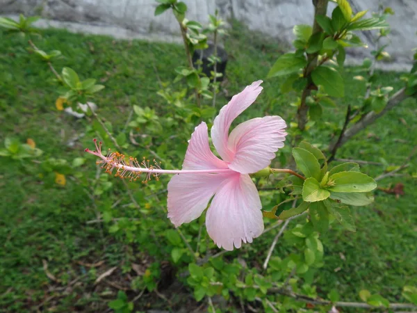 粉红鞋子植物 Hibiscus Rosa Sinensis 的特写 — 图库照片