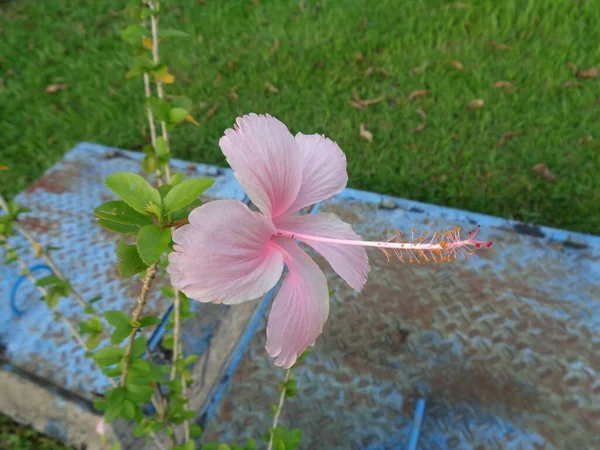 ショーブラック植物のクローズアップ 庭にピンク色のハイビスカス ローザ シノシスの花 植物の世界 — ストック写真