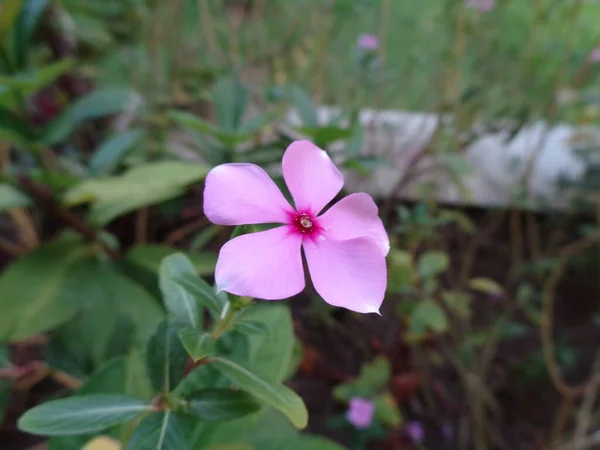 Close Rosy Periwinkle Catharanthus Roseus Cor Flor Jardim Mundo Flora — Fotografia de Stock