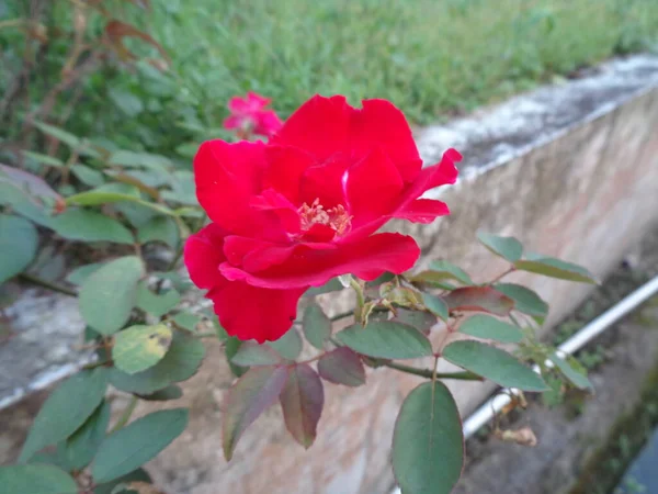 Close Beautiful Rose Rosa Flower Red Color Look Garden World — Stock Photo, Image