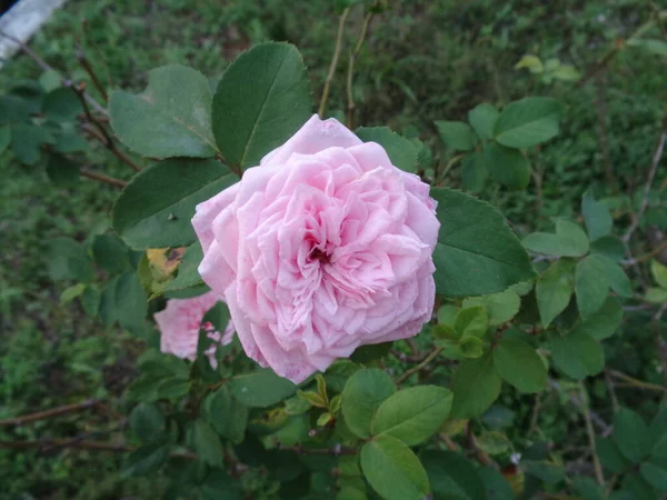 Close Bela Rosa Rosa Flor Com Cor Rosa Cima Jardim — Fotografia de Stock