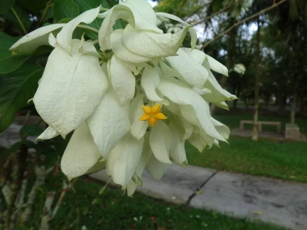 Close Dona Queen Sirikit Mussaenda Philippica White Yellow Seed Flowers — Stock Photo, Image