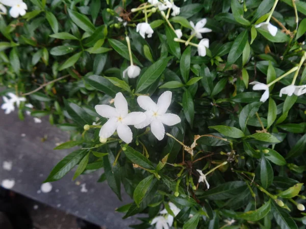 Primer Plano Dos Hojas Jazmín Flores Jardín Mundo Flora —  Fotos de Stock