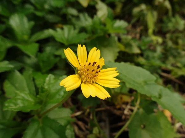 Närbild Urang Aring Asteraceae False Daisy Eclipta Prostrata Trädgård Värld — Stockfoto