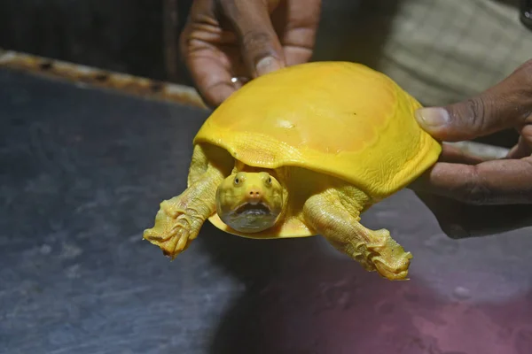 Burdwan Purba Bardhaman District West Bengal India 2020 Yellow Turtle — 스톡 사진