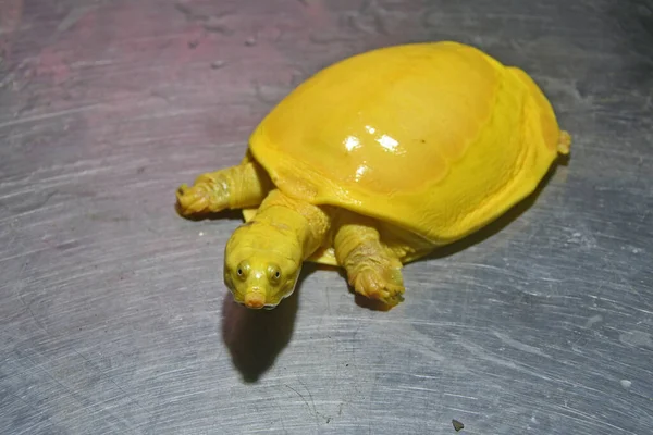 Burdwan Purba Bardhaman District West Bengal India 2020 Yellow Turtle — Stock Photo, Image