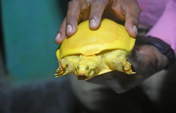 Бурдван Округ Пурба Бардхаман Западная Бенгалия Индия 2020 Желтая Черепаха — стоковое фото