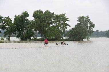 Burdwan, Purba Bardhaman İlçesi, Batı Bengal / Hindistan - 01.08.2021: Purba Bardhaman ilçesinin çeşitli bölgelerinde tarım arazisi yağmurlar ve Banka nehir suları tarafından sular altında kaldı.