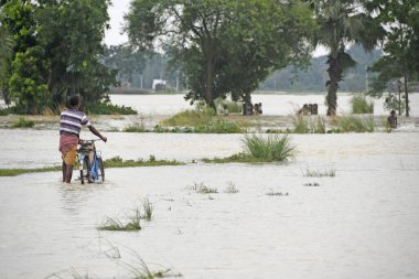 Burdwan, Purba Bardhaman İlçesi, Batı Bengal / Hindistan - 01.08.2021: Purba Bardhaman ilçesinin çeşitli bölgelerinde tarım arazisi yağmurlar ve Banka nehir suları tarafından sular altında kaldı.