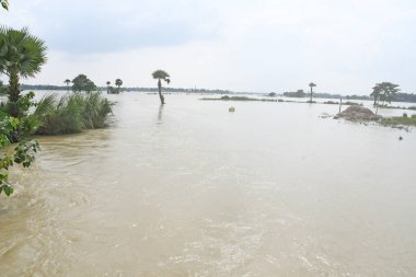 Burdwan, Purba Bardhaman İlçesi, Batı Bengal / Hindistan - 01.08.2021: Purba Bardhaman ilçesinin çeşitli bölgelerinde tarım arazisi yağmurlar ve Banka nehir suları tarafından sular altında kaldı.