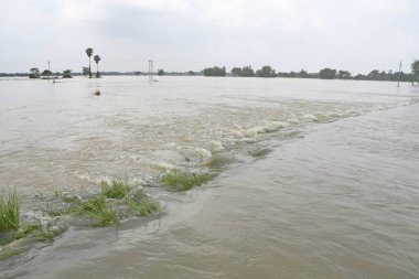 Burdwan, Purba Bardhaman İlçesi, Batı Bengal / Hindistan - 01.08.2021: Purba Bardhaman ilçesinin çeşitli bölgelerinde tarım arazisi yağmurlar ve Banka nehir suları tarafından sular altında kaldı.