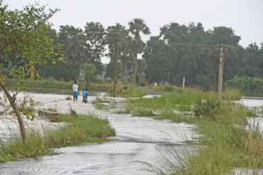 Burdwan, Purba Bardhaman İlçesi, Batı Bengal / Hindistan - 01.08.2021: Purba Bardhaman ilçesinin çeşitli bölgelerinde tarım arazisi yağmurlar ve Banka nehir suları tarafından sular altında kaldı.