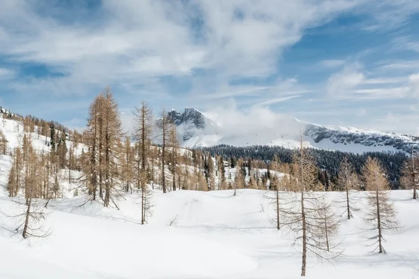 Lärk skogen på vintern. — Stockfoto