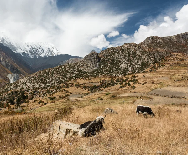 Pastagens de montanha com yak grazin sob o céu dramático . — Fotografia de Stock