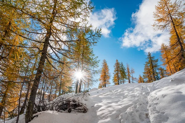 Prachtige lariksburcht omgeven door vroege sneeuw tijdens de herfst. — Stockfoto