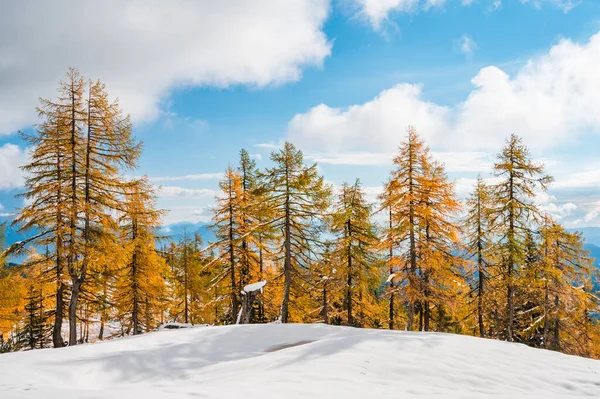 Indah larch tress dikelilingi dengan salju awal selama musim gugur. — Stok Foto