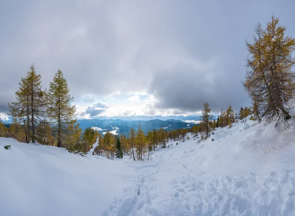 Bela larch tress cercada com neve cedo durante o outono. — Fotografia de Stock