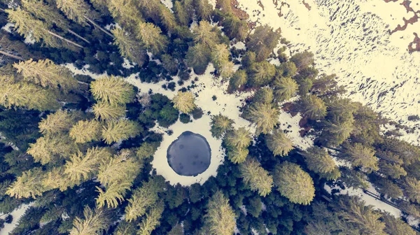 Vista descendente del camino que cruza el bosque de pinos de invierno con un pequeño estanque. —  Fotos de Stock