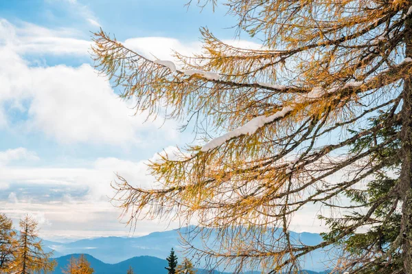 Bela larch tress cercada com neve cedo durante o outono. — Fotografia de Stock