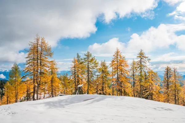 Vacker lärk tress omgiven av tidig snö under hösten. — Stockfoto