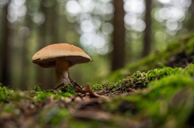 Yosun kaplı orman zemininden homurdanan güzel kahverengi mantar..