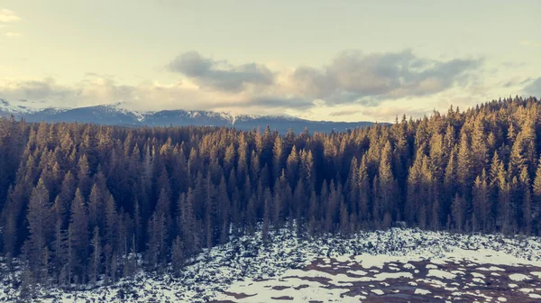 공중에서 본 겨울 소나무 숲과 초원. — 스톡 사진