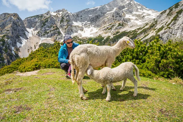 Cute girl looking at sheep with her father in mountain pasture. — Stock Photo, Image