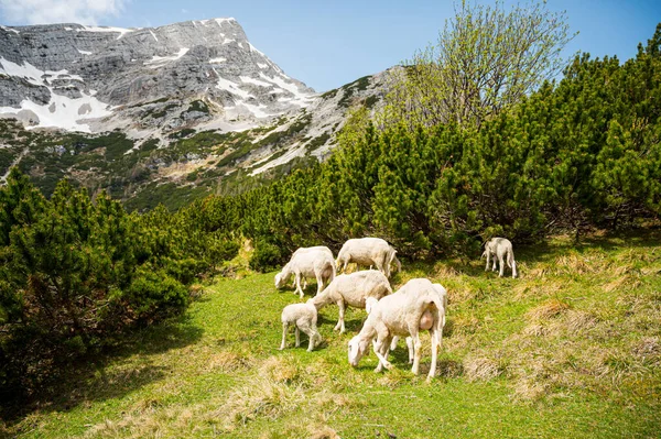 Flock of sheep grazing on alpine meadow surrounded with mountains. — Stock Photo, Image