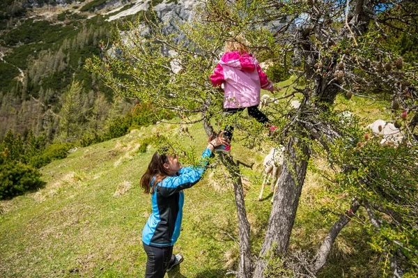 アクティブな母親を助ける彼女の娘を登るために木. — ストック写真