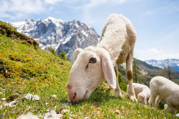 Dağlarla çevrili dağlık çayırlarda otlayan koyun sürüsü..